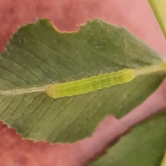 Neumichtis nigerrima