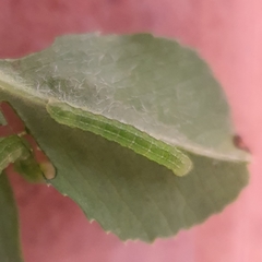 Neumichtis nigerrima