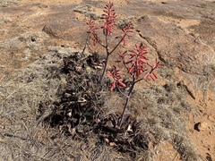 Aloe grandidentata