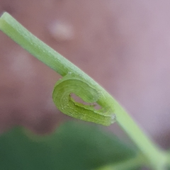 Neumichtis nigerrima