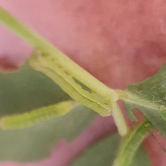 Neumichtis nigerrima