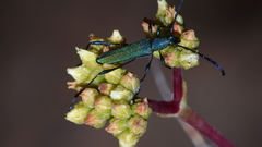 Hypocrites scabriusculus