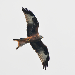 Milvus milvus