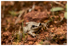 Raorchestes tinniens