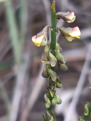 Sphaerolobium vimineum