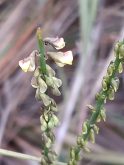 Sphaerolobium vimineum