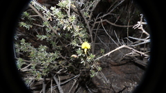 Lotononis dahlgrenii