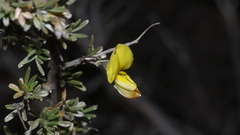 Lotononis dahlgrenii