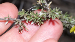 Lotononis dahlgrenii