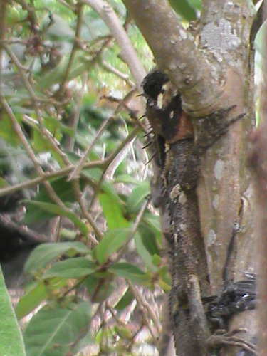 Spiny-headed lizard, Monilesaurus acanthocephalus