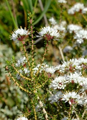 Agathosma latipetala