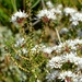 Agathosma latipetala - Photo (c) Nick Helme, algunos derechos reservados (CC BY-SA), subido por Nick Helme