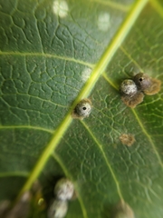 Procontarinia mangiferae