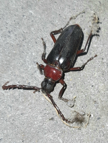 Dorysthenes rostratus