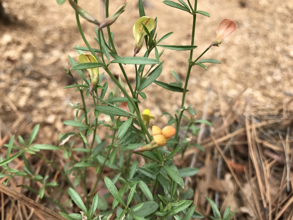 Wright's Deer Vetch (Plants of Lone Mesa State Park) · iNaturalist