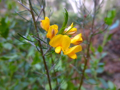 Pultenaea mollis