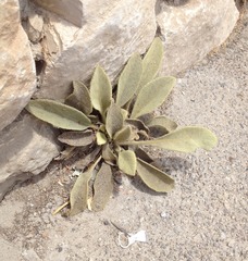 Verbascum sinaiticum