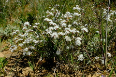 Agathosma latipetala