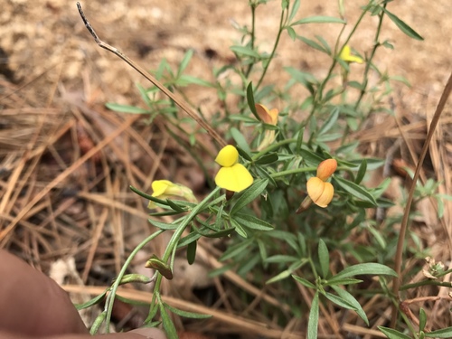 Wright's deervetch (Lotus wrightii)