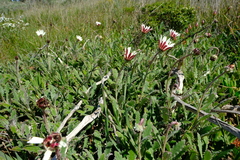 Arctotis formosa