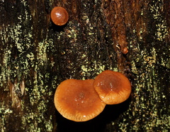 Gymnopilus allantopus