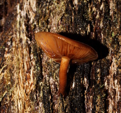 Gymnopilus allantopus