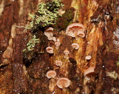 Mycena roseoflava