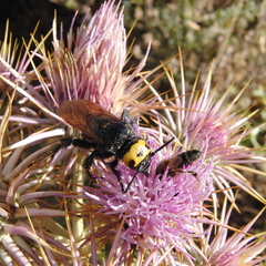 Megascolia maculata flavifrons