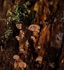 Mycena roseoflava