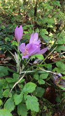 Colchicum autumnale