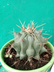Thelocactus rinconensis