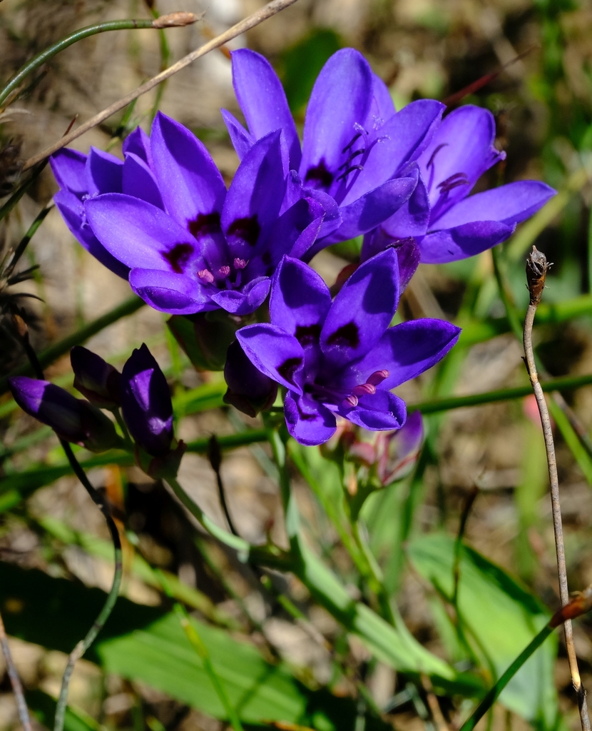 Azure Paintpetal