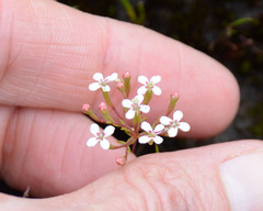 Stylidium pulchellum