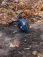 Columba livia domestica