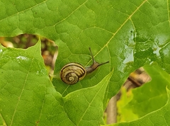 Cepaea