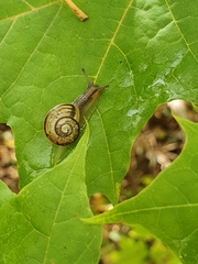 Cepaea