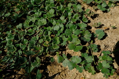 Pelargonium ternifolium