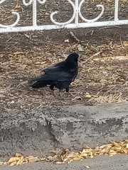 Corvus frugilegus