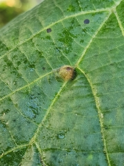 Eriophyidae