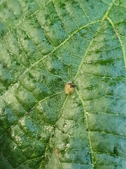 Eriophyidae