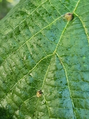 Eriophyidae