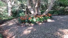 Clivia miniata miniata