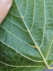 Eriophyidae