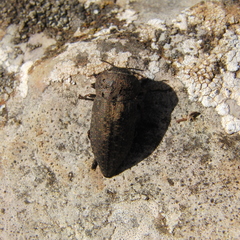 Capnodis tenebricosa