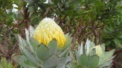 Leucospermum conocarpodendron