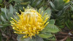 Leucospermum conocarpodendron