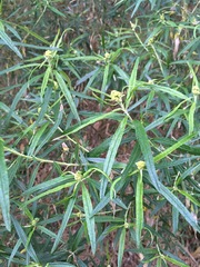 Ozothamnus ferrugineus