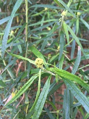 Ozothamnus ferrugineus