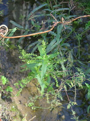 Veronica anagalloides