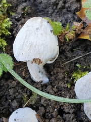 Psathyrellaceae